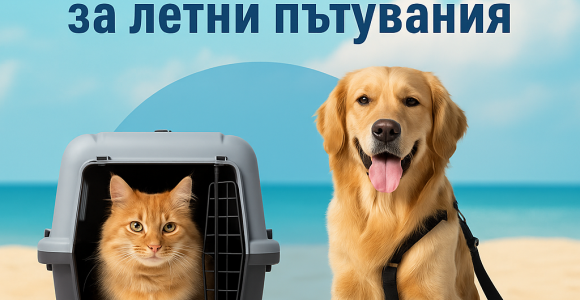 Как да подготвим кучето или котката си за летни пътувания